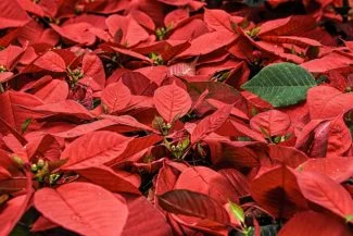 Arbustos de Poinsettia