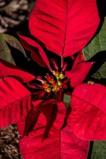 Detalle de la Poinsettia