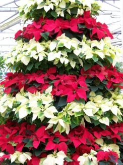 Un árbol de navidad de Poinsettia