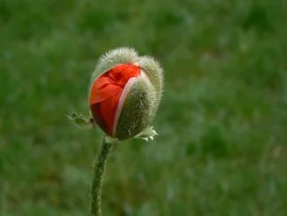 Amapola floreciendo