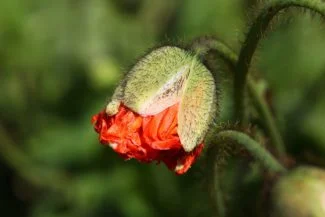 Capullo de amapola abriendose
