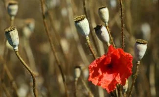 Amapolas secándose
