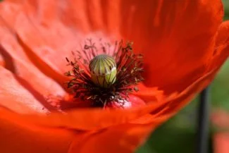 Macro amapola roja