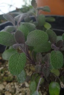 Salvia en sus primeras etapas