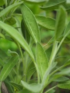 Salvia hojas lanceadas