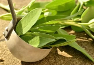 Hojas de salvia arrancadas