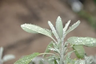 Hojas de salvia con rocío