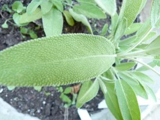 Hoja de salvia con Zoom