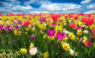 Campo de narcisos de muchos colores