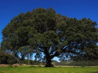 Árbol de Laurel