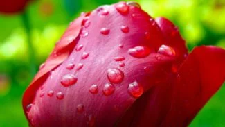 Tulipán con gotas de rocío