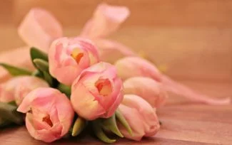Tulipan rosa y blanco