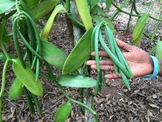 Vainilla verde en crecimiento
