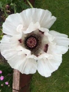 Adormidera