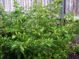 Tabasco