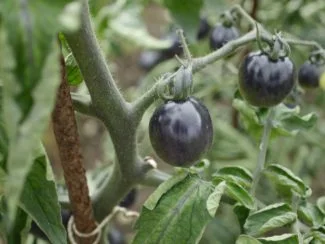 Tomate indigo en la planta creciendo