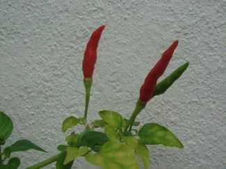 Chile serrano a medio madurar