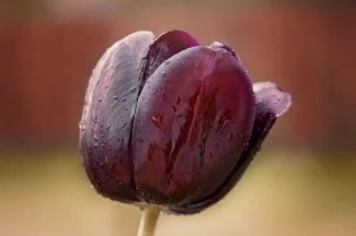 Flor de tulipan reina de la noche bañada en rocío