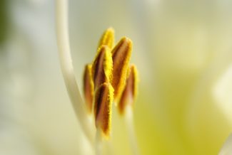 Estambres de Azucena