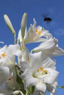Muchas flores de Azucena
