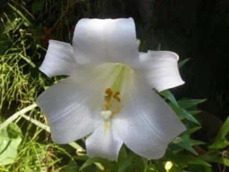 Macro a la flor de Azucena