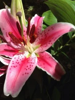 Macro Stargazer