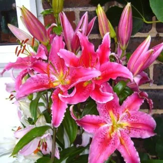 Stargazer