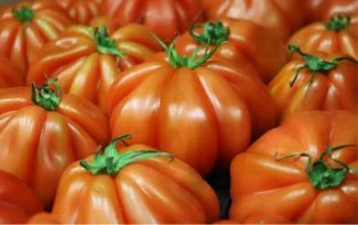 Monton de tomates rosas sin madurar