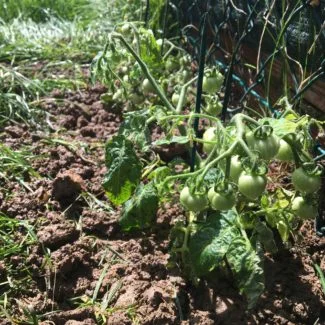 Creciendo en la planta toamte en rama