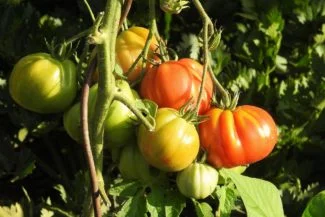 Tomate rosa creciendo por fases