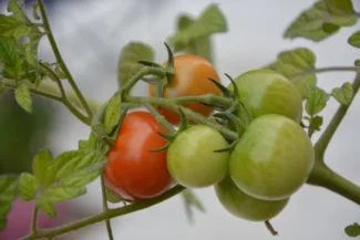 Tomate en rama listo para cosechar