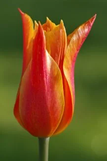 Macro de las flores de Ballerina