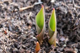 Bulbo de tulipanes