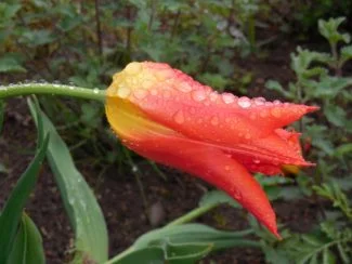 Gotas de Rocio en la flor de Ballerina
