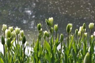 Flores de tulipanes Green Spring