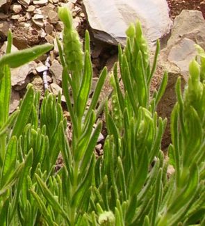 Viridis