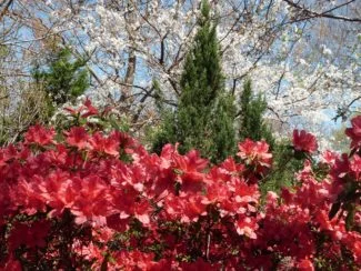 Azalea Roja Bosque
