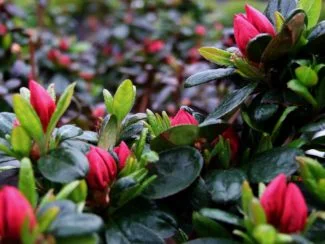 Azalea Roja Creciendo