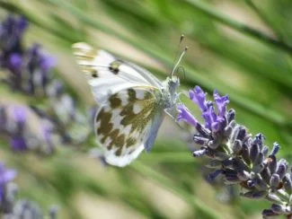 Mariposa disfrutando del espliego
