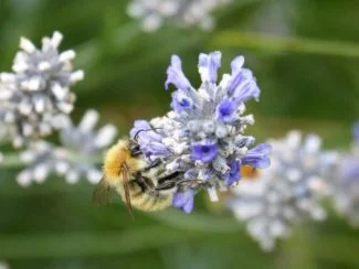 aroma de espliego atrayendo abeja