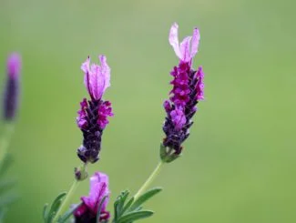 Flores de lavanda stoechas