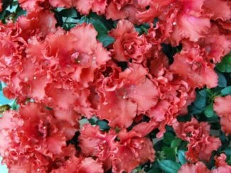 Azalea Roja Macro