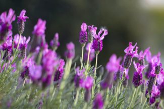 Campo de lavanda stoechas
