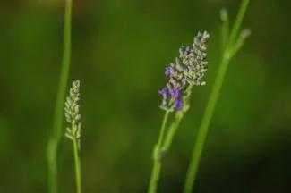 Floración del espliego