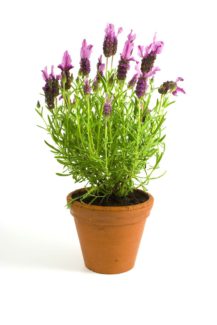 Plantando lavanda Stoechas en maceta