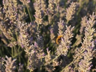 Abeja posándose sobre el esplieg
