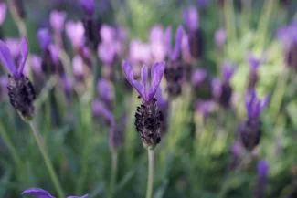 Lavanda stoechas en flor