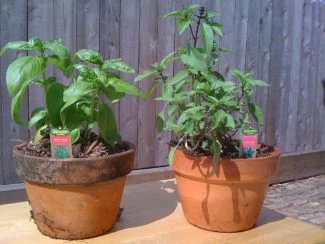Albahaca tailandesa y albahaca común en macetas