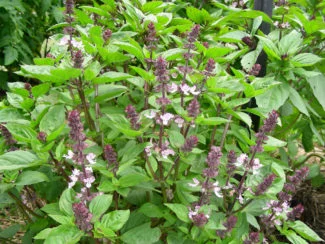 Albahaca tailandesa creciendo