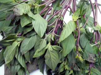 Ramas de albahaca tailandesa